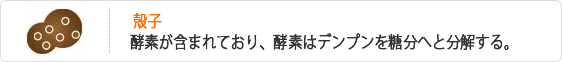 殻子-酵素が含まれており、酵素はデンプンを糖分へと分解する。